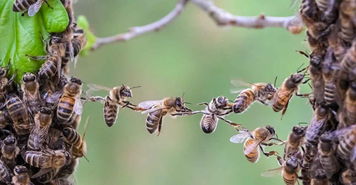 Proaktive Teamentwicklung – Teamwork im Projekt stärken